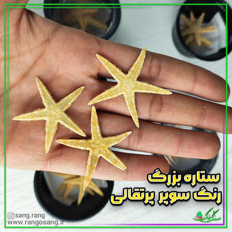ستاره دریایی طبیعی وارداتی سایز بزرگ 4 عددی (رنگ سوپر پرتقالی)